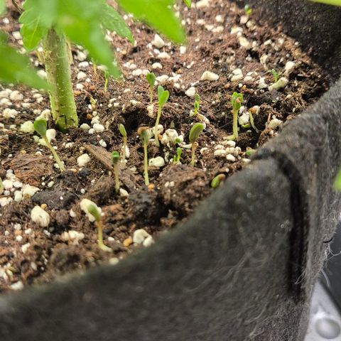 Karli - SHISKABERRY (auto) growlog timeline photo