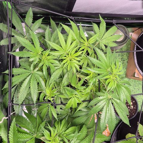 Strawberry Marshmallow growlog timeline photo