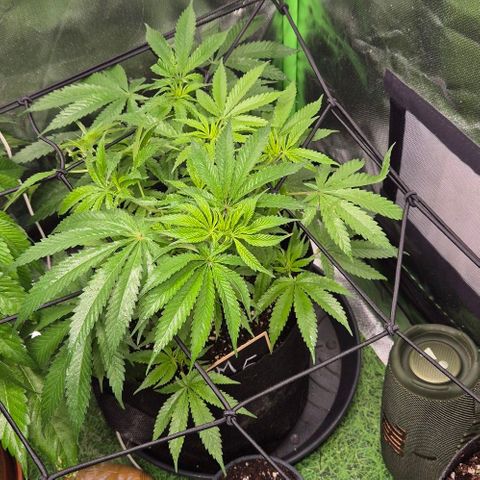 Strawberry Marshmallow growlog timeline photo