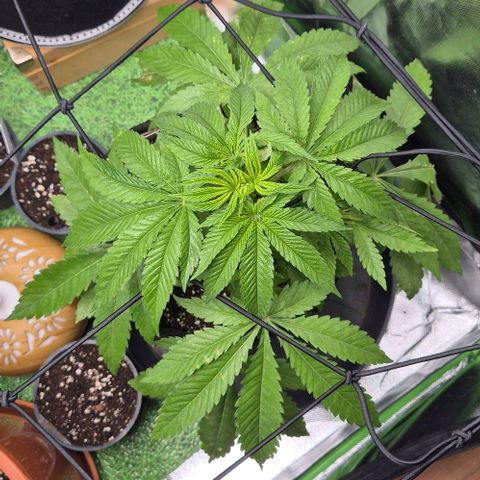 Karli - SHISKABERRY (auto) growlog timeline photo