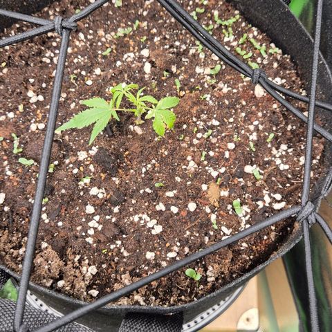 Kushi 😶‍🌫️(rest n. Teilernte/ critical kush, 9.1.24 🎁, Kümmerling) growlog photo: Vor 3 Tagen ins Töpfchen gesetzt, scheint es ihr gut zu gehen 😊
Critical kush passt, ich empfinde es als kritisch,  bin gespannt ob das was wird, bei dem winzigen steckling 😅