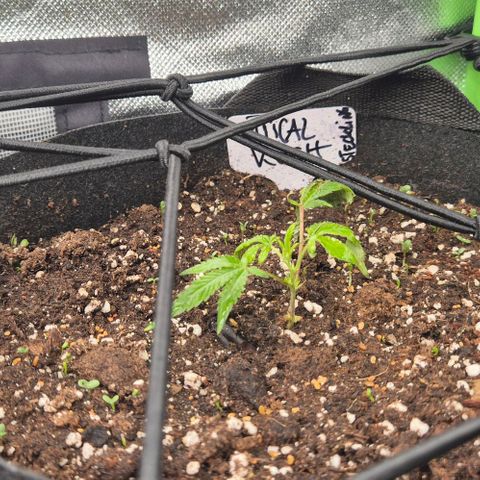 Kushi 😶‍🌫️(rest n. Teilernte/ critical kush, 9.1.24 🎁, Kümmerling) growlog timeline photo