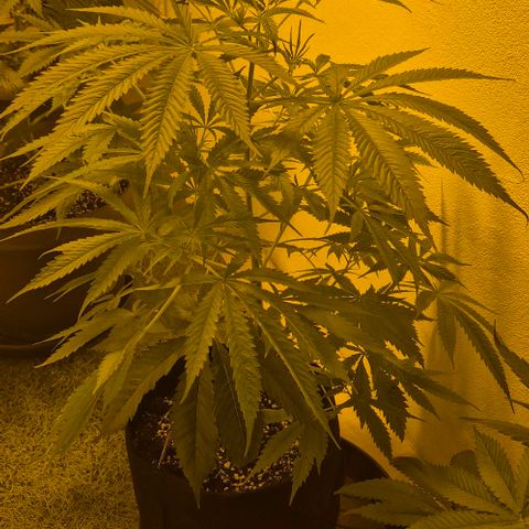 Puple punch  6 growlog timeline photo