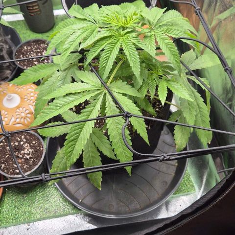 Karli - SHISKABERRY (auto) growlog timeline photo