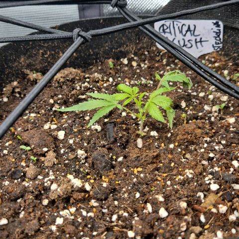 Kushi 😶‍🌫️(rest n. Teilernte/ critical kush, 9.1.24 🎁, Kümmerling) growlog timeline photo