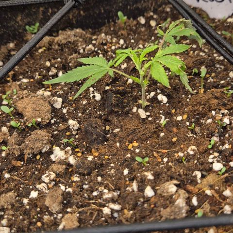 Kushi 😶‍🌫️(rest n. Teilernte/ critical kush, 9.1.24 🎁, Kümmerling) growlog photo: Vor 3 Tagen ins Töpfchen gesetzt, scheint es ihr gut zu gehen 😊
Critical kush passt, ich empfinde es als kritisch,  bin gespannt ob das was wird, bei dem winzigen steckling 😅