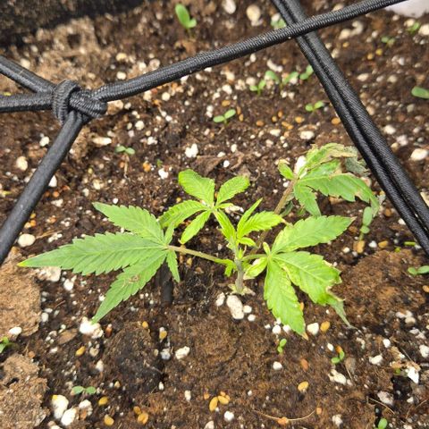 Kushi 😶‍🌫️(rest n. Teilernte/ critical kush, 9.1.24 🎁, Kümmerling) growlog timeline photo