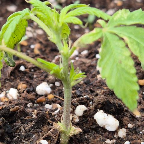 Kushi 😶‍🌫️(rest n. Teilernte/ critical kush, 9.1.24 🎁, Kümmerling) growlog timeline photo