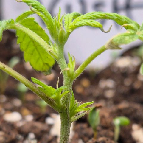 Kushi 😶‍🌫️(rest n. Teilernte/ critical kush, 9.1.24 🎁, Kümmerling) growlog timeline photo
