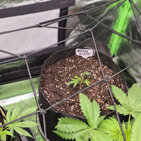 Kushi 😶‍🌫️(rest n. Teilernte/ critical kush, 9.1.24 🎁, Kümmerling) growlog timeline photo
