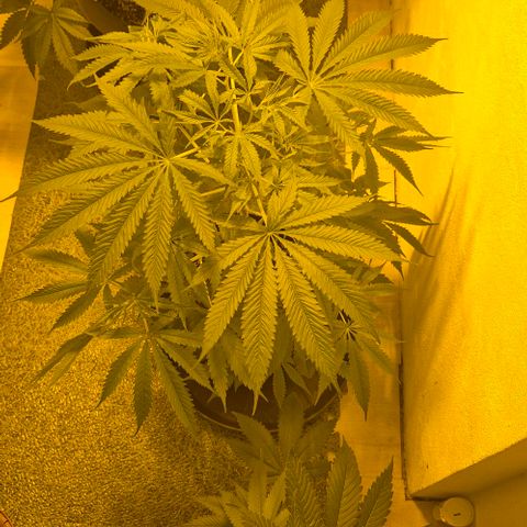 Puple punch  6 growlog timeline photo