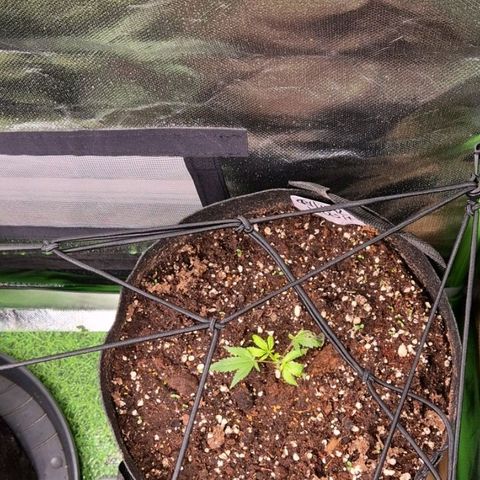 Kushi 😶‍🌫️(rest n. Teilernte/ critical kush, 9.1.24 🎁, Kümmerling) growlog timeline photo