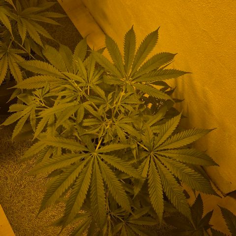 Puple punch  6 growlog timeline photo