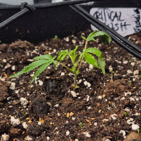 Kushi 😶‍🌫️(rest n. Teilernte/ critical kush, 9.1.24 🎁, Kümmerling) growlog timeline photo