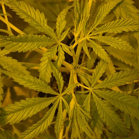 Puple punch  6 growlog timeline photo