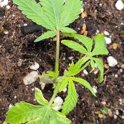Kushi 😶‍🌫️(rest n. Teilernte/ critical kush, 9.1.24 🎁, Kümmerling) growlog timeline photo