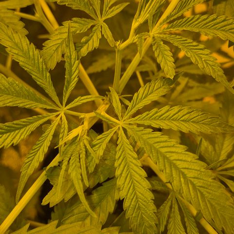Puple punch  6 growlog timeline photo