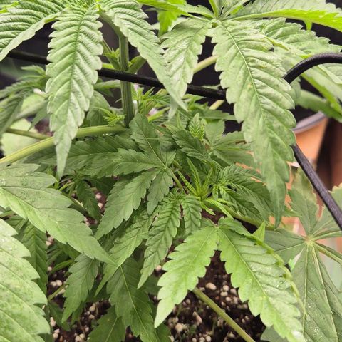 Karli - SHISKABERRY (auto) growlog timeline photo