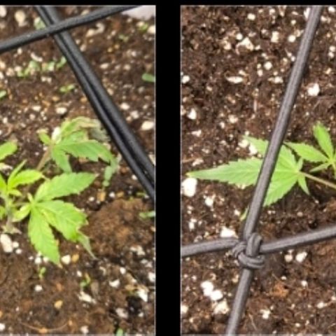 Kushi 😶‍🌫️(rest n. Teilernte/ critical kush, 9.1.24 🎁, Kümmerling) growlog photo: Vor 3 Tagen ins Töpfchen gesetzt, scheint es ihr gut zu gehen 😊
Critical kush passt, ich empfinde es als kritisch,  bin gespannt ob das was wird, bei dem winzigen steckling 😅