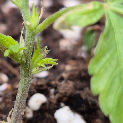 Kushi 😶‍🌫️(rest n. Teilernte/ critical kush, 9.1.24 🎁, Kümmerling) growlog timeline photo