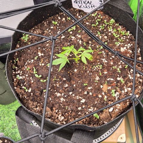 Kushi 😶‍🌫️(rest n. Teilernte/ critical kush, 9.1.24 🎁, Kümmerling) growlog timeline photo