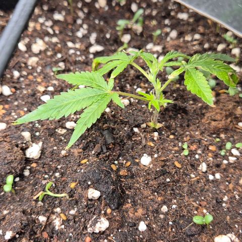 Kushi 😶‍🌫️(rest n. Teilernte/ critical kush, 9.1.24 🎁, Kümmerling) growlog timeline photo