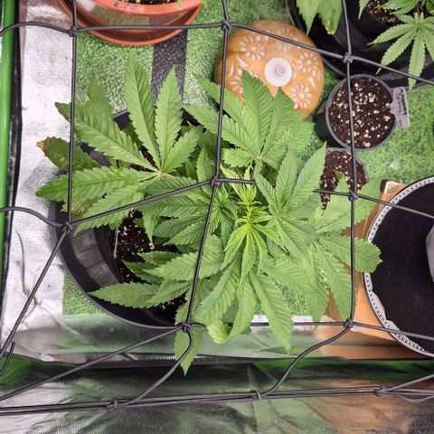 Karli - SHISKABERRY (auto) growlog timeline photo