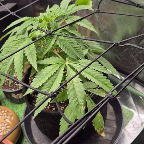 Karli - SHISKABERRY (auto) growlog timeline photo