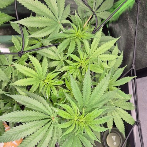 Strawberry Marshmallow growlog timeline photo