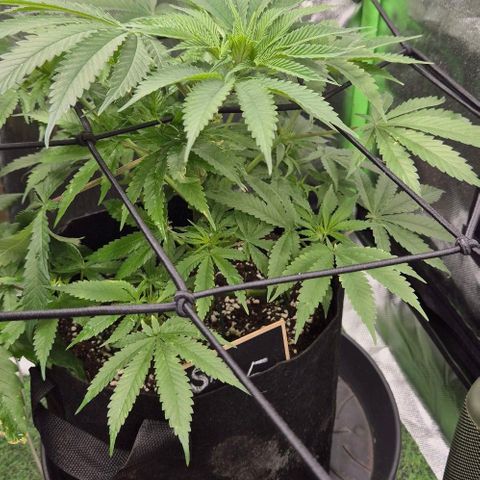 Strawberry Marshmallow growlog timeline photo