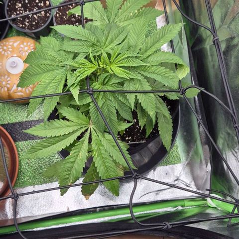 Karli - SHISKABERRY (auto) growlog timeline photo