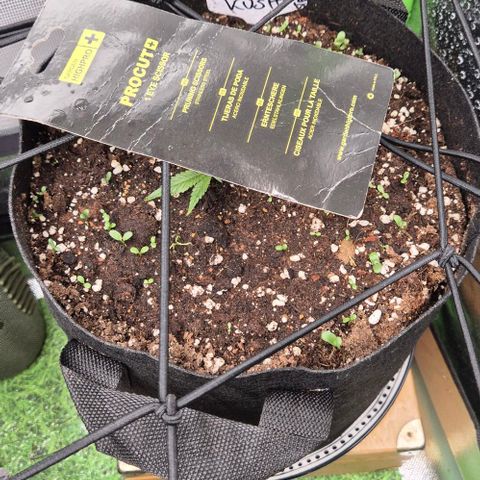 Kushi 😶‍🌫️(rest n. Teilernte/ critical kush, 9.1.24 🎁, Kümmerling) growlog timeline photo
