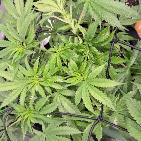 Strawberry Marshmallow growlog timeline photo