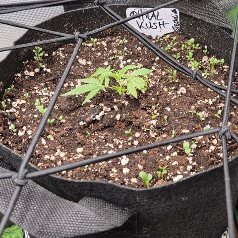 Kushi 😶‍🌫️(rest n. Teilernte/ critical kush, 9.1.24 🎁, Kümmerling) growlog timeline photo