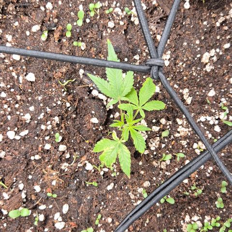 Kushi 😶‍🌫️(rest n. Teilernte/ critical kush, 9.1.24 🎁, Kümmerling) growlog timeline photo