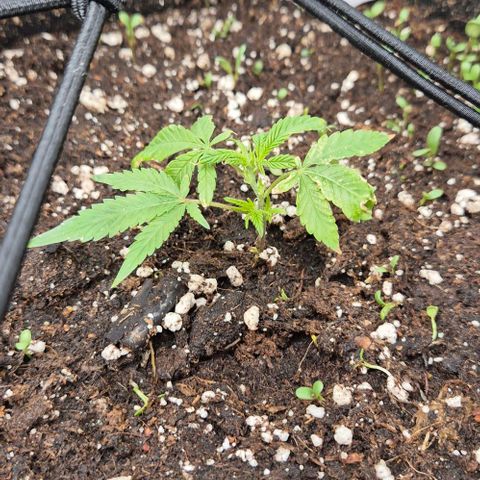 Kushi 😶‍🌫️(rest n. Teilernte/ critical kush, 9.1.24 🎁, Kümmerling) growlog timeline photo