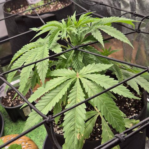 Karli - SHISKABERRY (auto) growlog timeline photo