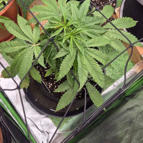 Karli - SHISKABERRY (auto) growlog timeline photo