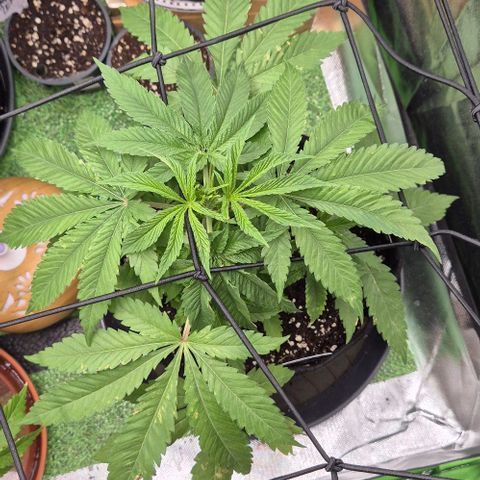 Karli - SHISKABERRY (auto) growlog timeline photo