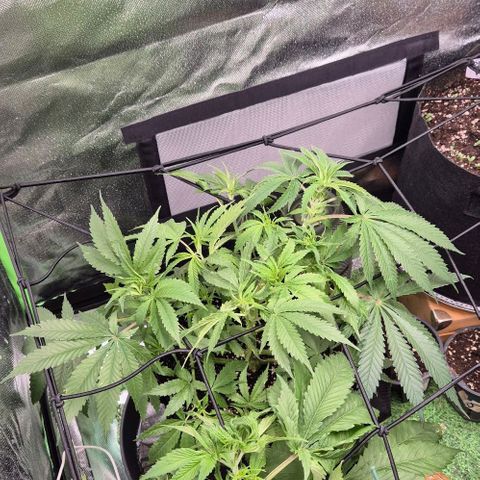 Strawberry Marshmallow growlog timeline photo