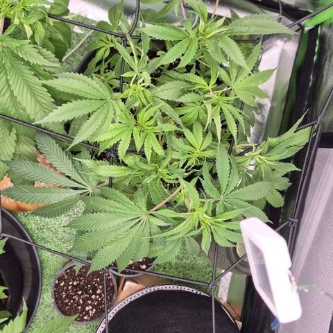 Strawberry Marshmallow growlog timeline photo