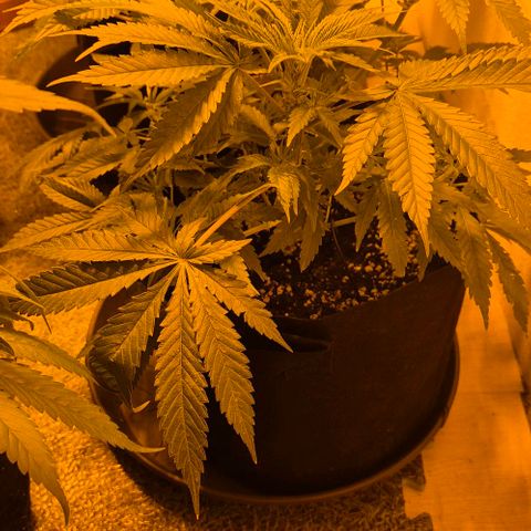 Strawberry Marshmallow growlog timeline photo