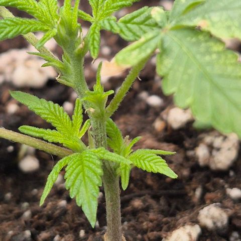 Kushi 😶‍🌫️(rest n. Teilernte/ critical kush, 9.1.24 🎁, Kümmerling) growlog timeline photo