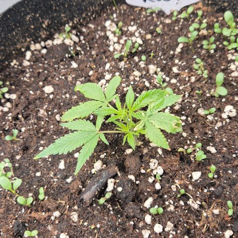 Kushi 😶‍🌫️(rest n. Teilernte/ critical kush, 9.1.24 🎁, Kümmerling) growlog timeline photo