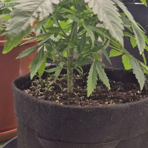Karli - SHISKABERRY (auto) growlog timeline photo
