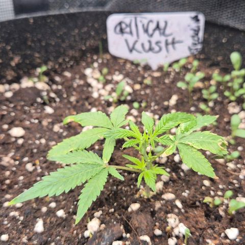 Kushi 😶‍🌫️(rest n. Teilernte/ critical kush, 9.1.24 🎁, Kümmerling) growlog timeline photo
