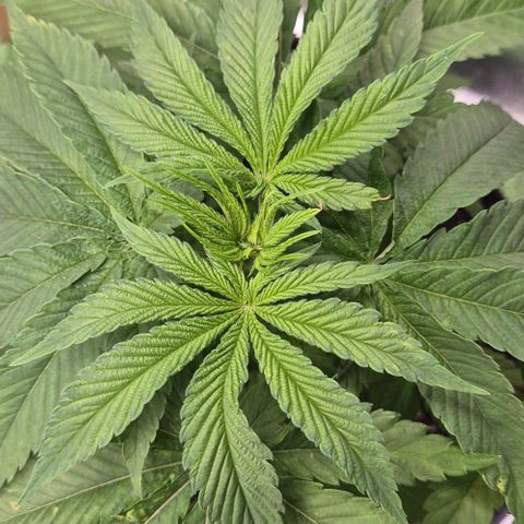 Karli - SHISKABERRY (auto) growlog timeline photo