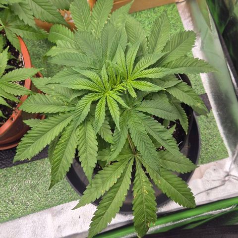 Karli - SHISKABERRY (auto) growlog timeline photo
