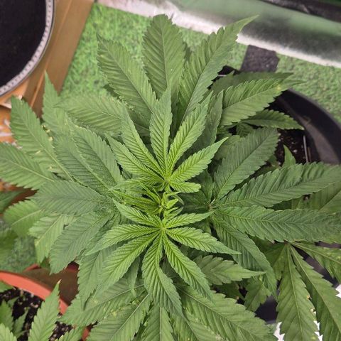 Karli - SHISKABERRY (auto) growlog timeline photo