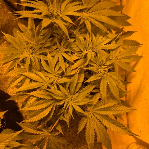 Strawberry Marshmallow growlog timeline photo